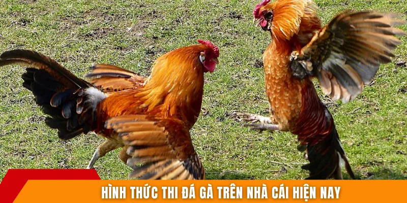 Hình thức thi đá gà trên nhà cái hiện nay